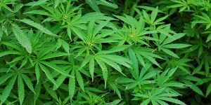 Morning Mix: Marijuana might be decriminalized; Guiliani ‘s brazen lie, and more