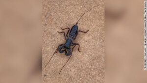 Acid shooting scorpions are roaming about parts of  West Texas